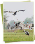Bird at Ang Trapeang Thmor