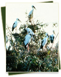 Openbill Stork