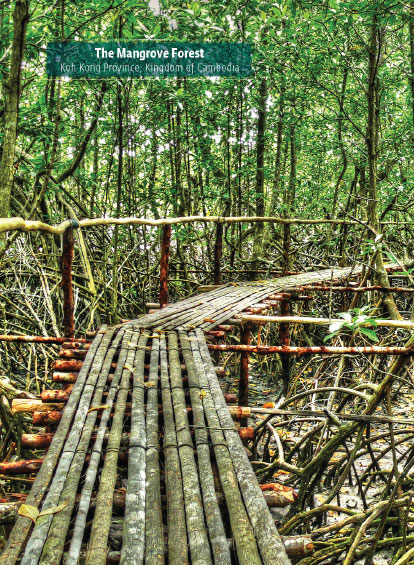 Mangrove Forest