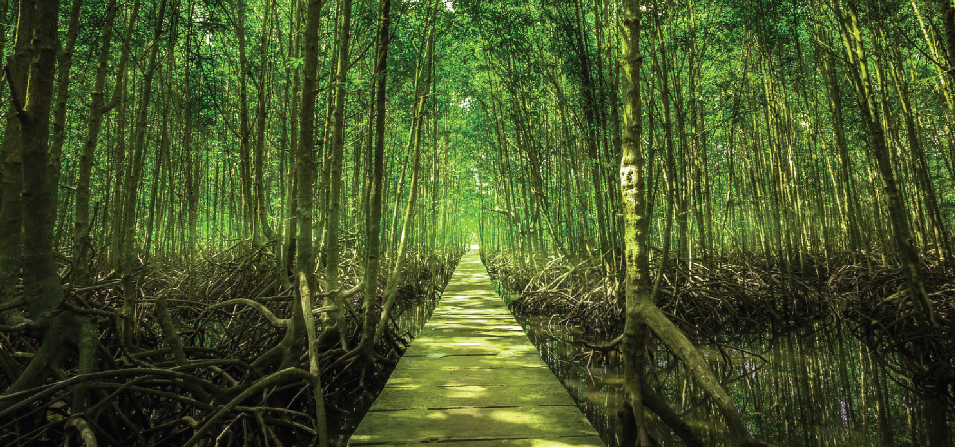 Mangrove is one of the most biologically diverse forests