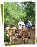Ox-cart riding to the site