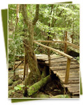 Bridge on the trail