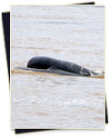 Irrawaddy Dolphin - Preah Rumkel