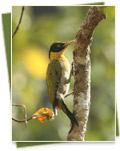 Tmatboey Community-Based Ecotourism Site - gallery03