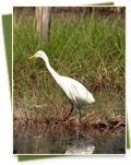 Tmatboey Community-Based Ecotourism Site - gallery01