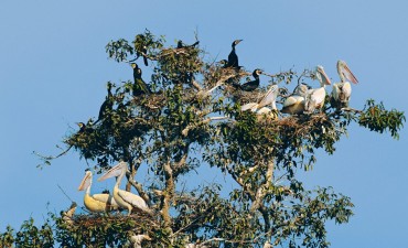 Prek Toal Community-Based Ecotourism Site